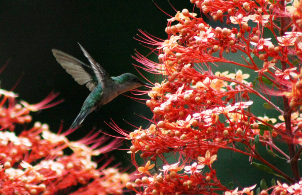 Kolibri auf Guadeloupe