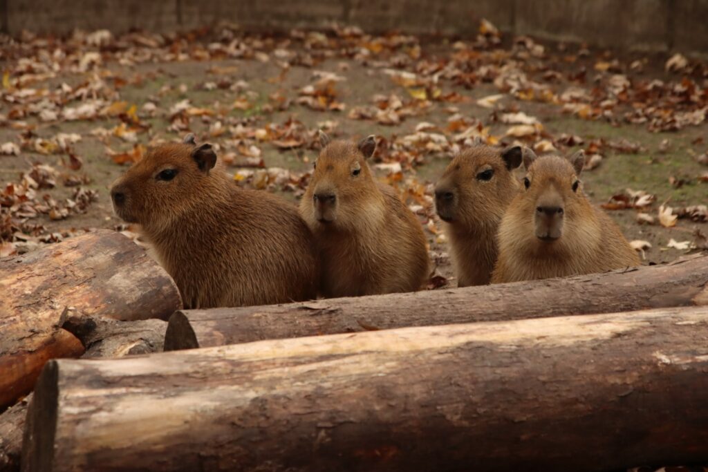 Capybara Wasserschweine