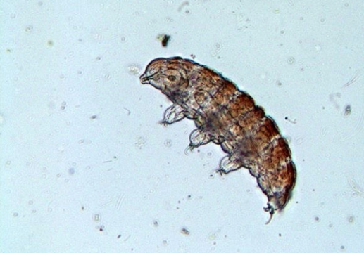 Bärtierchen Tardigrade